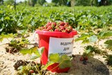 Традиционный ежегодный фестиваль клубники пройдет в селе Подозерский 