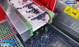 В Шуйском районе собирают жимолость с помощью комбайна 