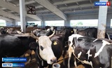 Более 85 тысяч тонн молока получили в хозяйствах Ивановской области за полгода