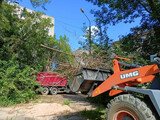 Свыше 420 заявок об упавших деревьях приняли в мэрии Иванова после непогоды на прошлой неделе