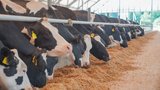 Производство молочной продукции выросло в Ивановской области
