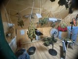 Житель Ивановского района устроил конопляную плантацию на чердаке