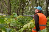 В Иванове продолжается борьба с борщевиком