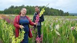 Луковицы гладиолусов российской селекции выращивают в Ивановской области