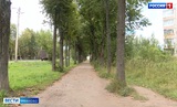 Жители Авдотьино устали от "липовых" обещаний привести липовую аллею в порядок