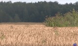 Аграриям Ивановской области возместят часть затрат на производство элитных семян 