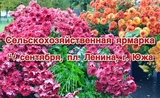 В Ивановской области пройдет ярмарка сельскохозяйственной продукции и конкурс "Осенний зонтик"