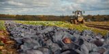 Ивановские аграрии собрали почти 5 тыс. тонн картофеля и овощей