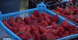 Садоводы, фермеры и предприятия со всего региона представили свою продукцию в Иванове
