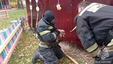 Щенки оккупировали территорию площадки детского сада в Заволжске