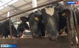 До аграриев Ивановской области доведено уже 80% средств господдержки