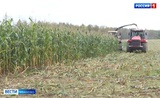 Кукурузу и рапс в Ивановской области выращивают без ГМО