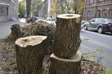 На улицах Иванова проведена вырубка аварийных деревьев 