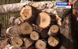 Жителю Ивановской области отказали  древесине для строительства дома