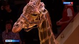 На арене Ивановского цирка стартовала новая программа «Жираф шоу»