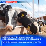 Почти на 15% выросло производство молочной продукции в Ивановской области