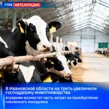 В Ивановской области на треть увеличили господдержу животноводства