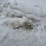 Сотрудники ДПС спасли раненое животное в Ивановской области