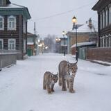 В Пестяках Ивановской области заметили дикую рысь с потомством