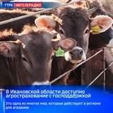В Ивановской области доступно агрострахование с господдержкой