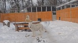 Волки в Ивановском зоопарке выли в унисон сиренам оповещения