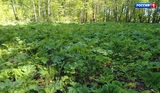 Заросшие борщевиком земли в Ивановской области будут изымать у собственников