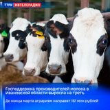 Господдержка производителей молока в Ивановской области выросла на треть