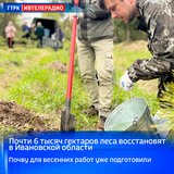 Почти 6 тысяч гектаров леса восстановят в Ивановской области