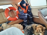 Двух тонущих собак спасли в Кинешме Ивановской области