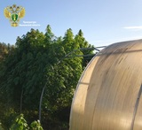 Житель Ивановской области вырастил в своей теплице 4 килограмма конопли