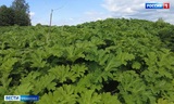 Жителям Ивановской области грозят штрафы за борщевик на участках
