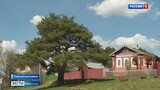 Красновская сосна из Тейковского района участвует в конкурсе «Российской дерево года»