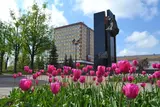 В Иванове на городских клумбах высадят около 60 тысяч однолетних цветов