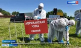В Гаврилово-Посадском районе прошли межрегиональные учения по ликвидации очага чумы свиней