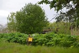 В Иванове стартовал очередной этап борьбы с борщевиком
