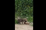 В Ивановском зоопарке вновь пополнение