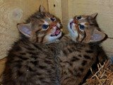 У пары европейских лесных котов из Ивановского зоопарка родились малыши
