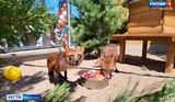 «День огненной лисы» отметили в Ивановском зоопарке