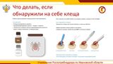 С начала сезона по поводу укусов клещей жители Ивановской области обратились 1400 раз