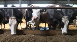 Заразный вирус дерматита появился в Лежневском районе
