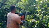 В Иванове продолжается расчистка от аварийных деревьев