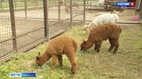 Коллекция Ивановского зоопарка вновь пополнилась