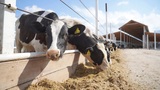 Рост производства продукции АПК в Ивановской области составил 4%