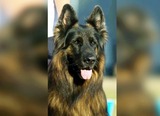 Пожарным удалось спасли задыхающуюся собаку из горящего дома в Шуе