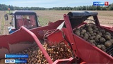 Площадь посадки картофеля в хозяйствах Ивановской области составила почти 900 гектар