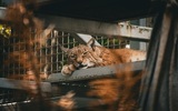 Ивановский зоопарк отметил юбилей