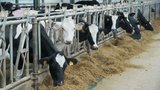 Производство молока в Ивановской области за 5 лет увеличилось на 13%