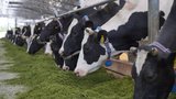 Производство молока в Ивановской области за 5 лет выросло на 13%