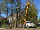 В Садовой аллее Иванова сносят больные деревья 