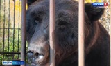 Медведь из Нижневартовска осваивается в центре помощи диким животным вблизи Иванова